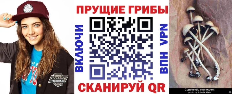 Галлюциногенные грибы Psilocybine cubensis  Ачинск 